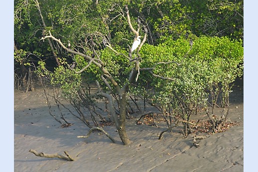 Viaggio in India 2008 - Sunderbans